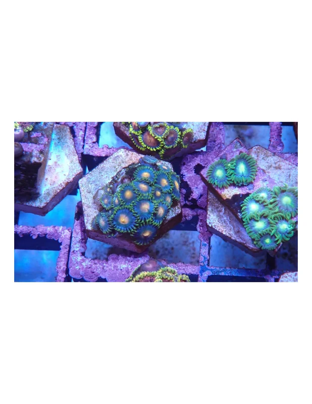 bellacoral826887
