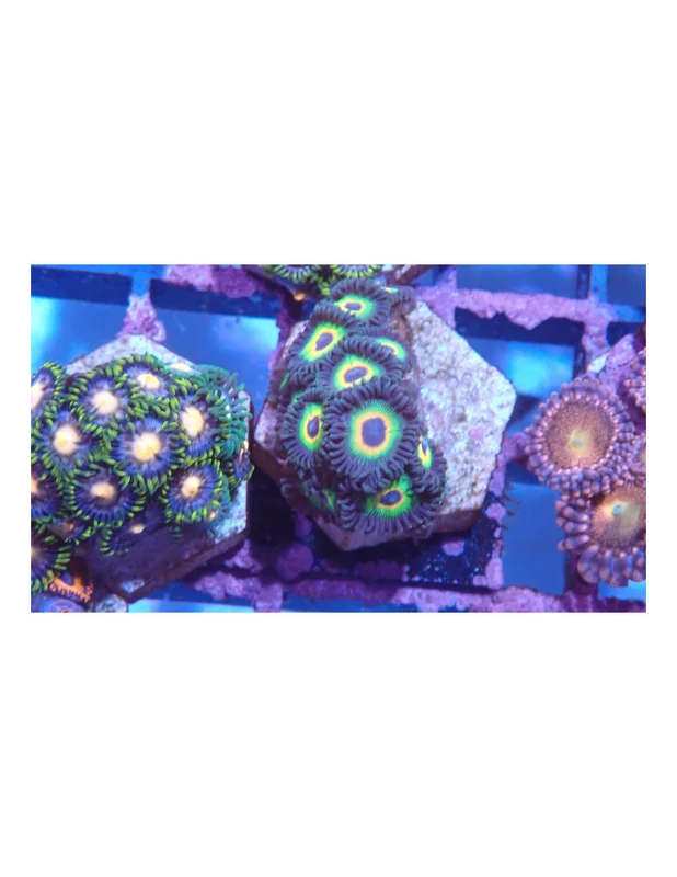 bellacoral826927
