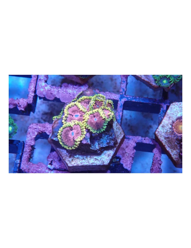 bellacoral826975