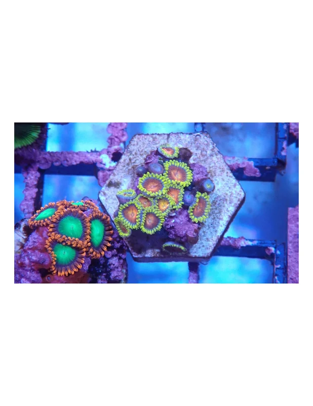 bellacoral827012