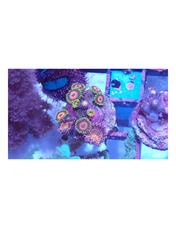 bellacoral827077