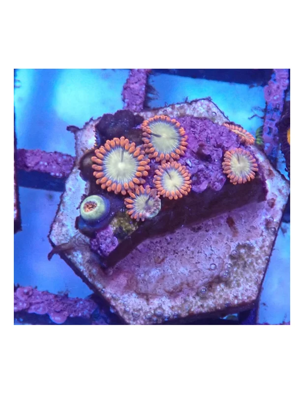 bellacoral827095