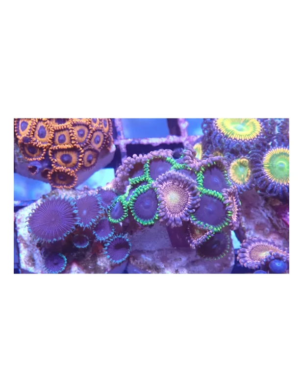 bellacoral827116