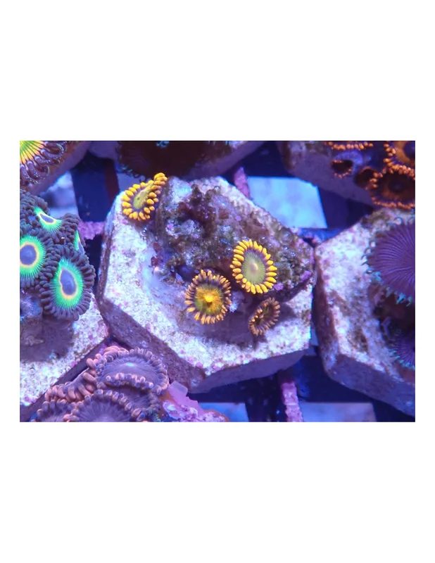bellacoral827140