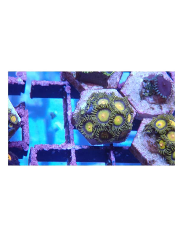 bellacoral827251