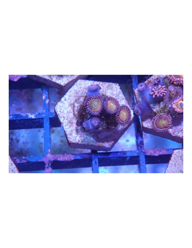 bellacoral827443