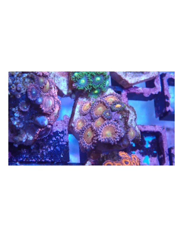 bellacoral827580