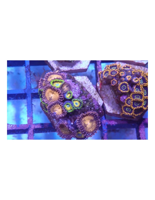 bellacoral827666