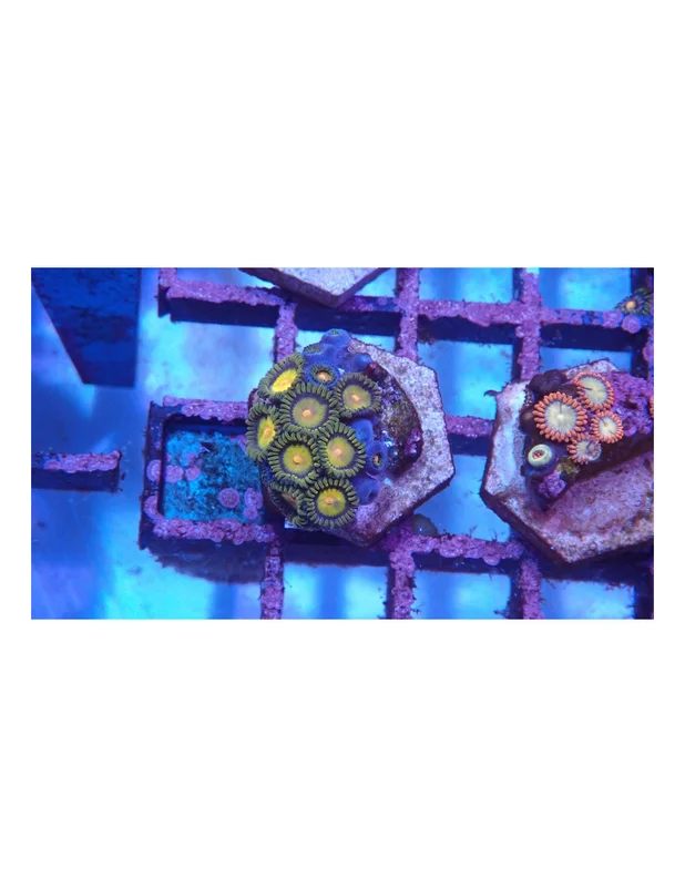 bellacoral827703