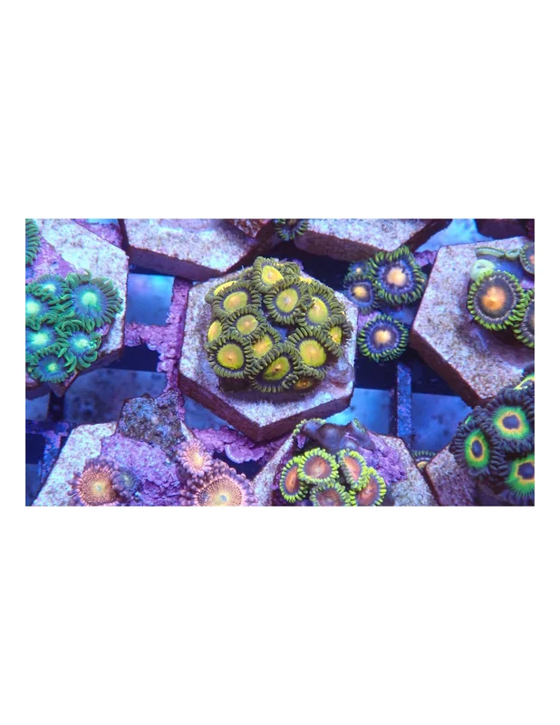 bellacoral827765