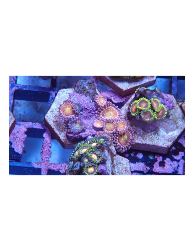 bellacoral827811