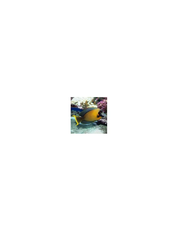 bellacoral828570