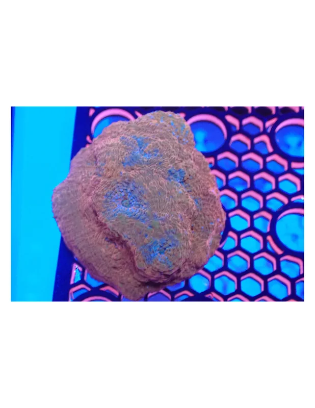 bellacoral829938