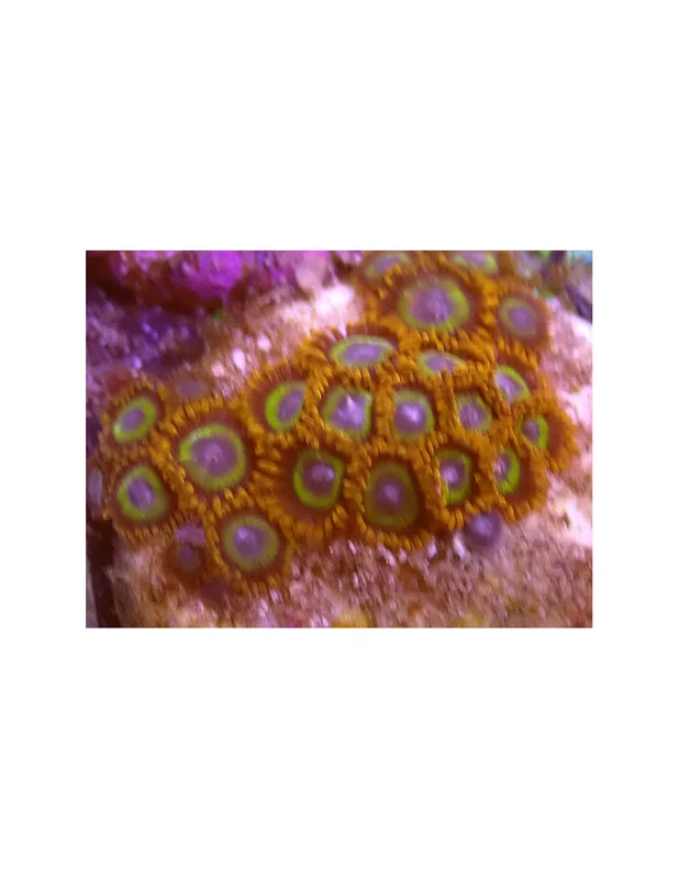 bellacoral836757