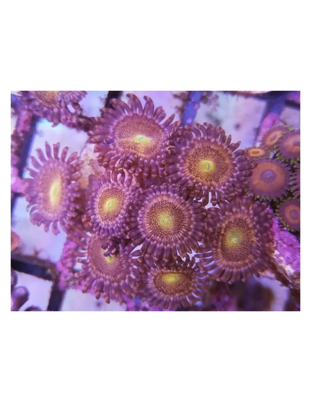 bellacoral839091