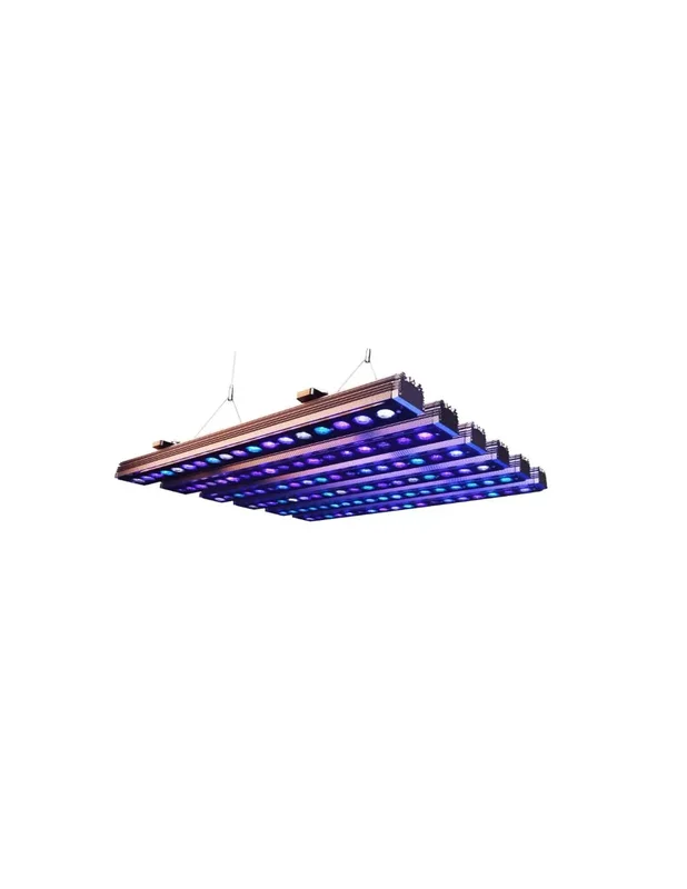bellacoral840825