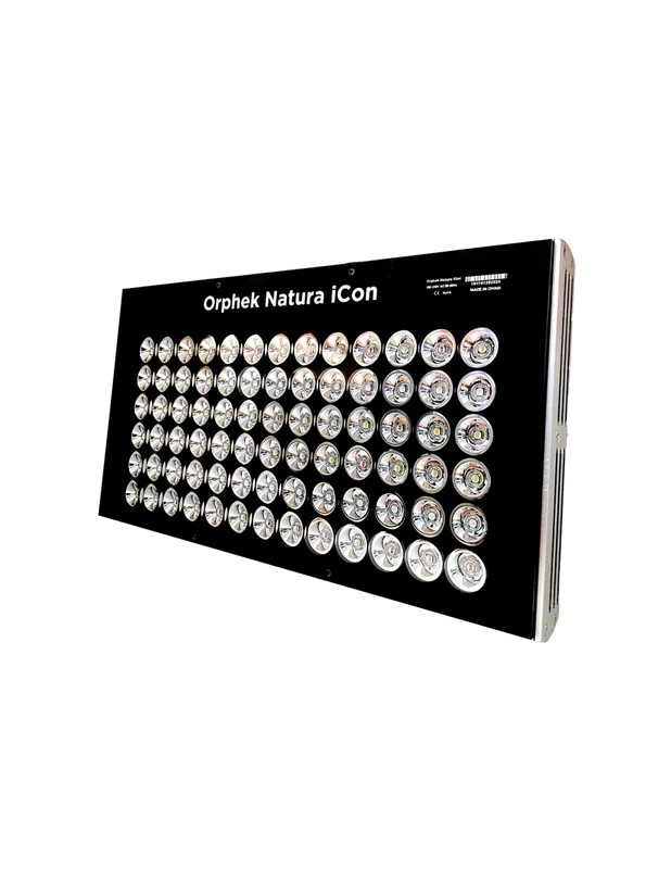 bellacoral870782