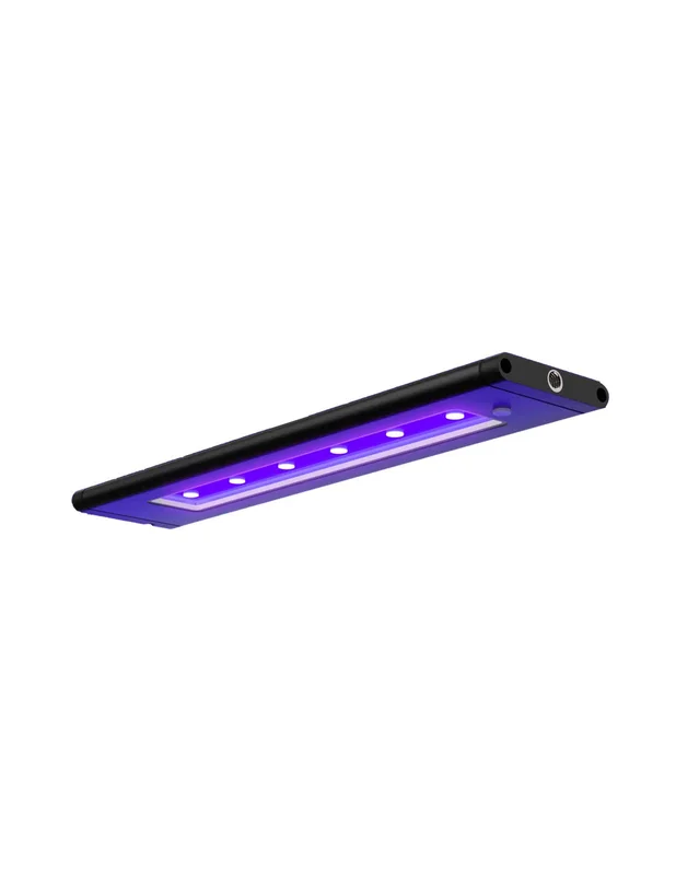 bellacoral872058