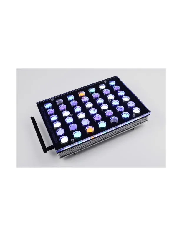 bellacoral875416