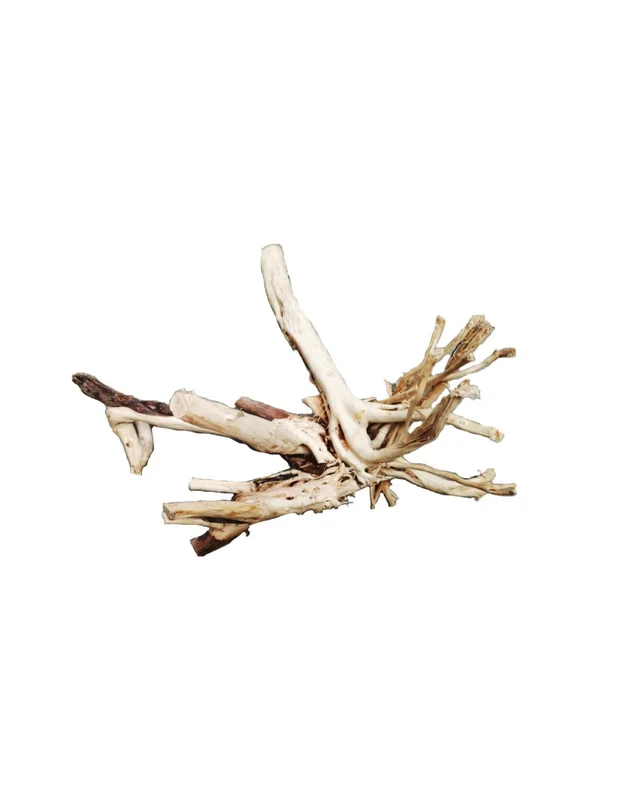 bellacoral879587