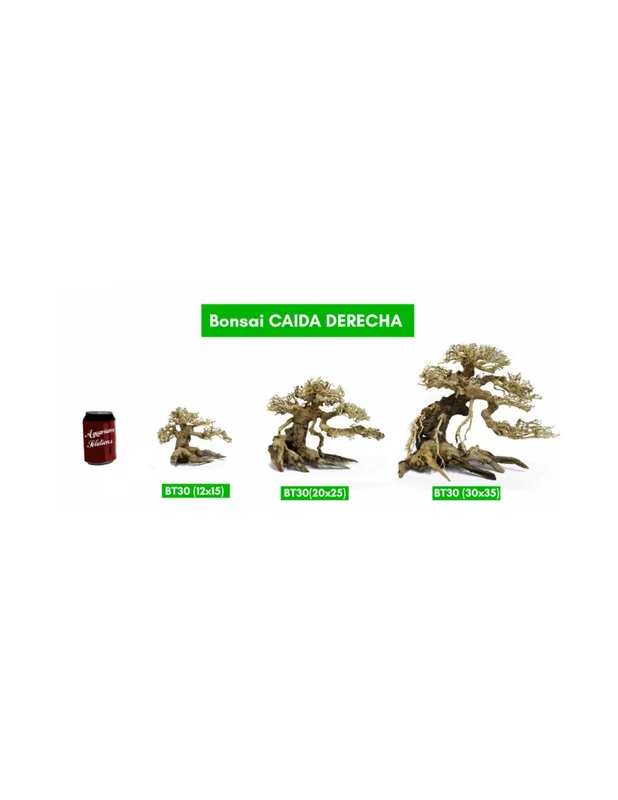 bellacoral879754