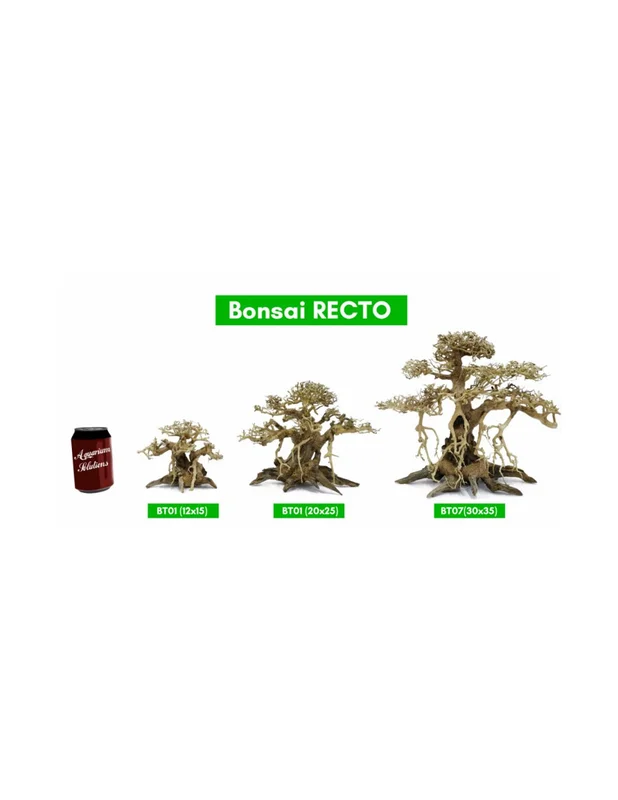 bellacoral879781