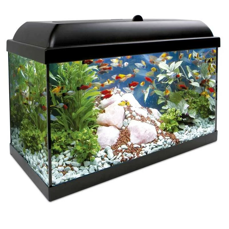 fatyzoo825063