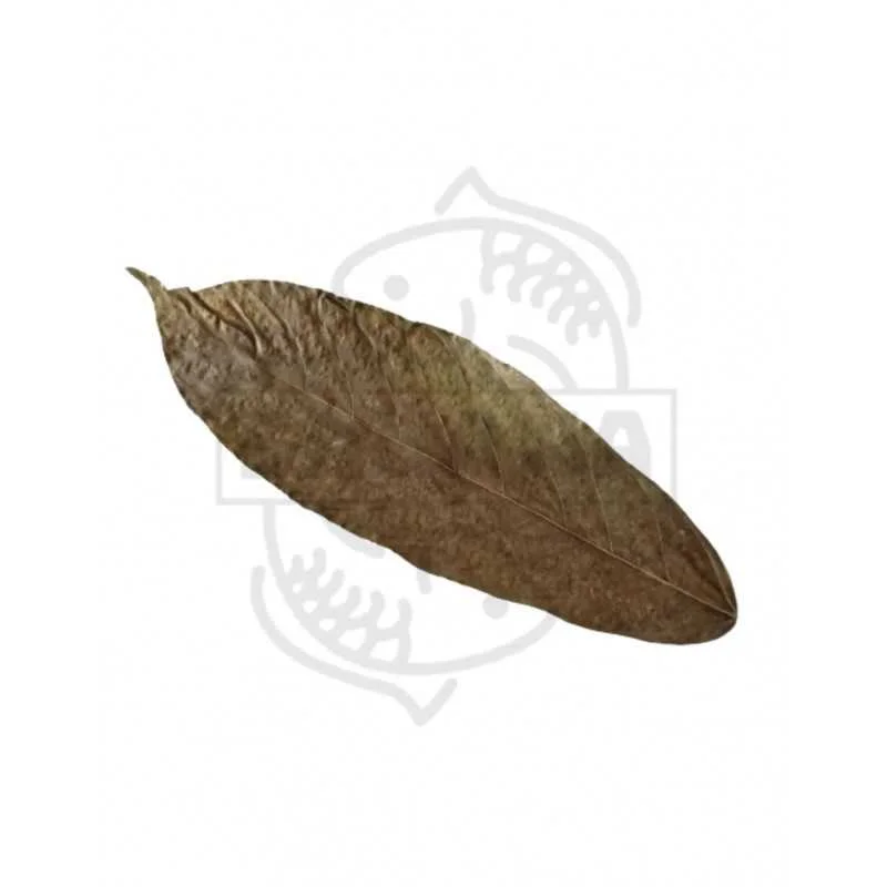 fatyzoo846031