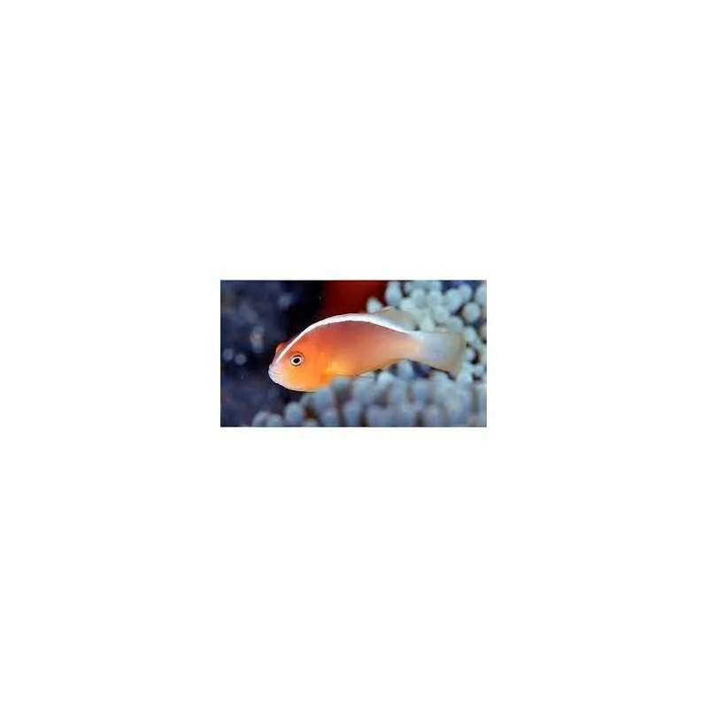 fatyzoo846209