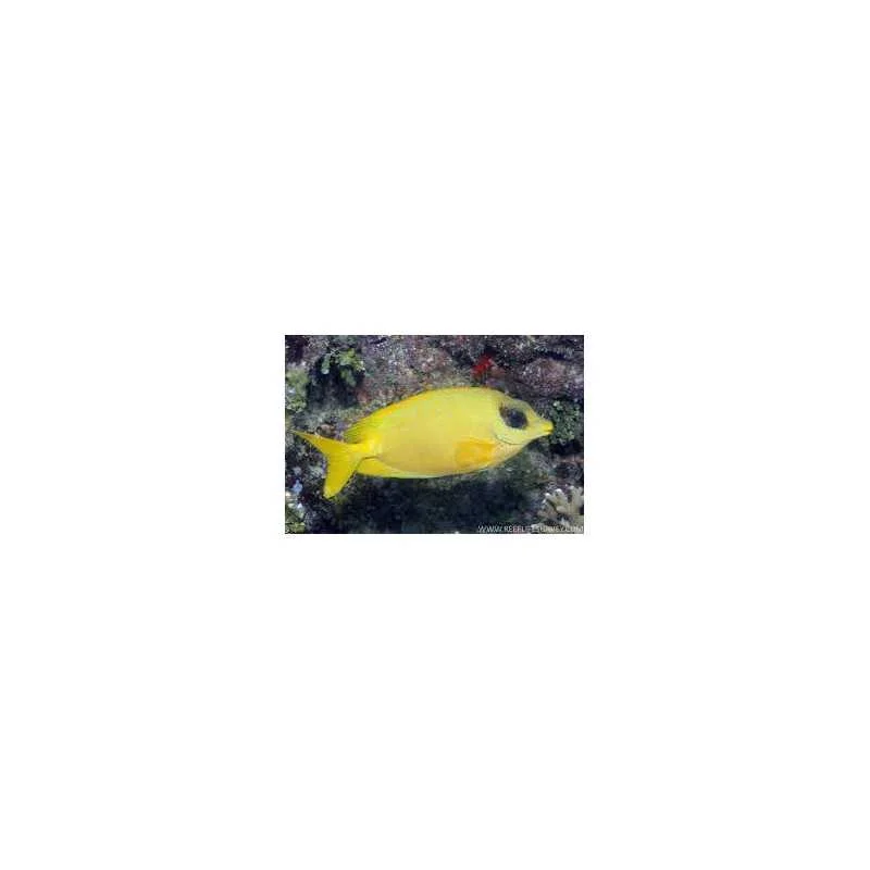 fatyzoo847105