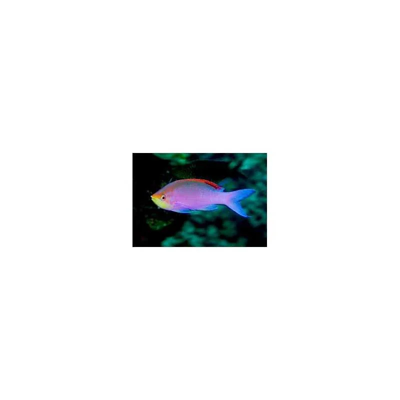 fatyzoo847188