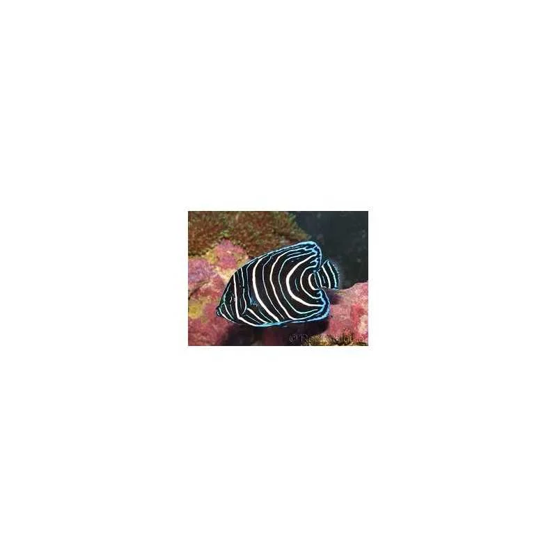 fatyzoo848033