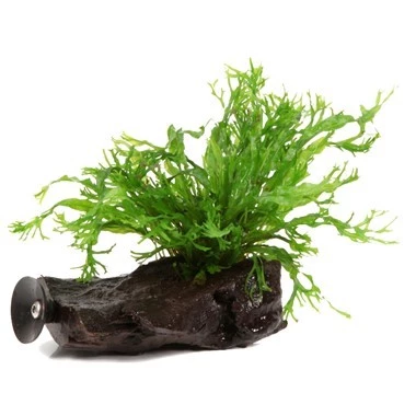 faunaflor192202