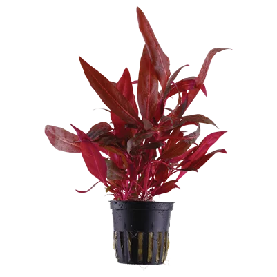 firemouthaquaristic828031