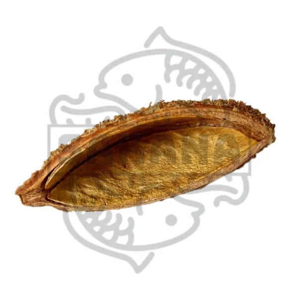 firemouthaquaristic828787