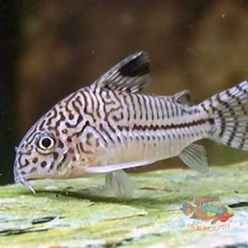 firemouthaquaristic829563