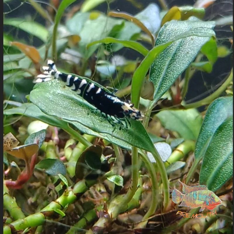 firemouthaquaristic829836