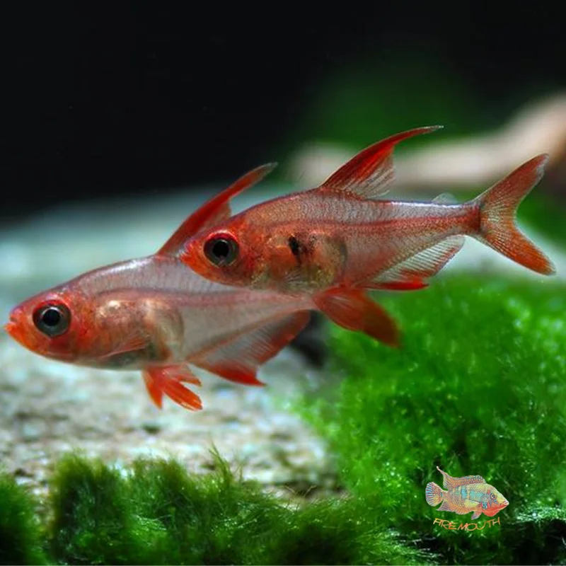 firemouthaquaristic830939