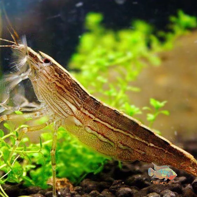 firemouthaquaristic831019