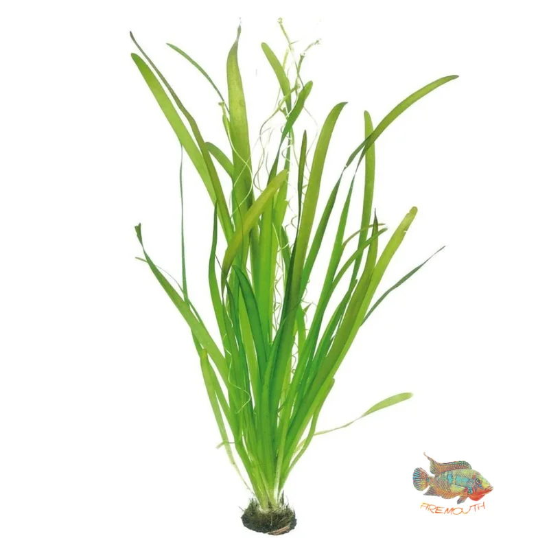 firemouthaquaristic831125