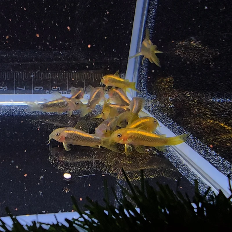 firemouthaquaristic831145