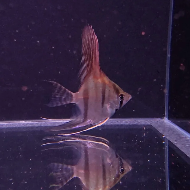 firemouthaquaristic831182