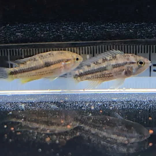 firemouthaquaristic831200