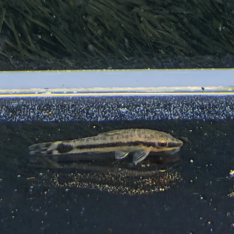 firemouthaquaristic831238