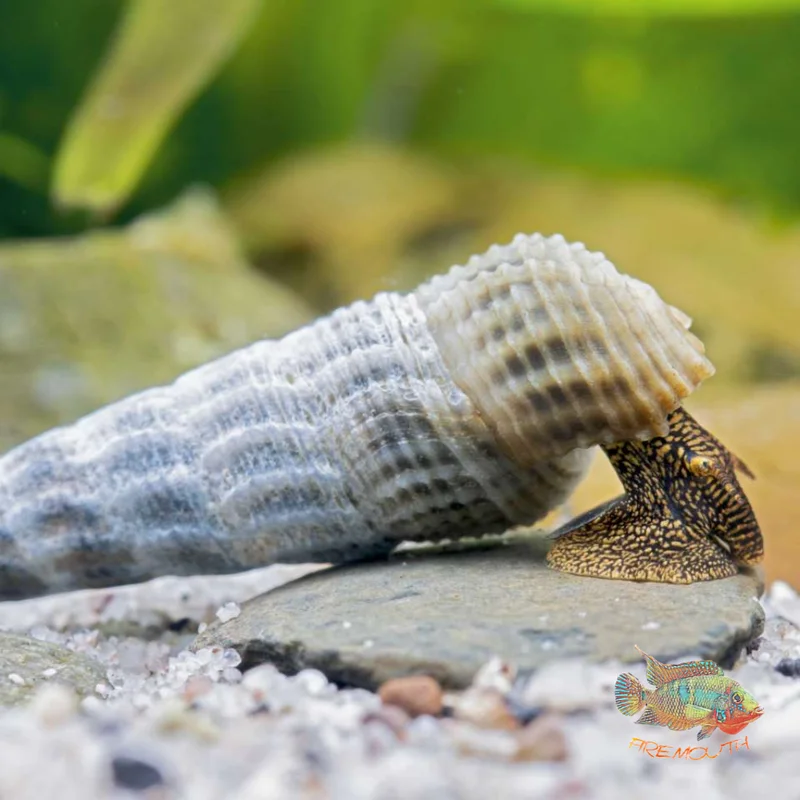 firemouthaquaristic831326