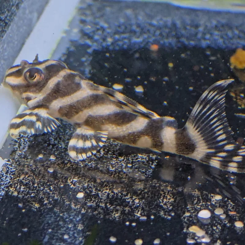 firemouthaquaristic831344