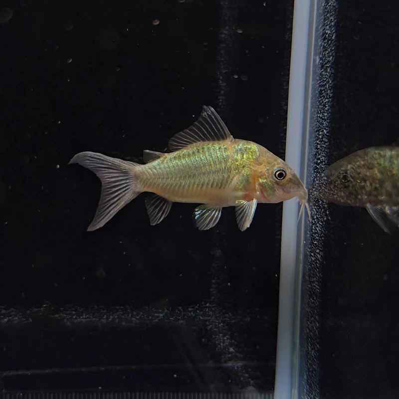 firemouthaquaristic832215