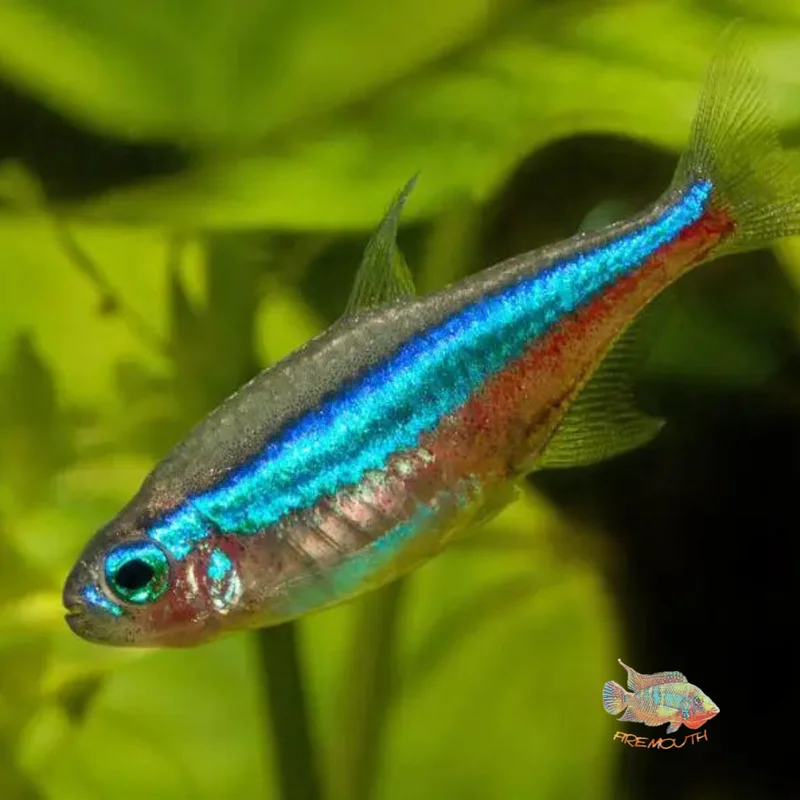 firemouthaquaristic832341