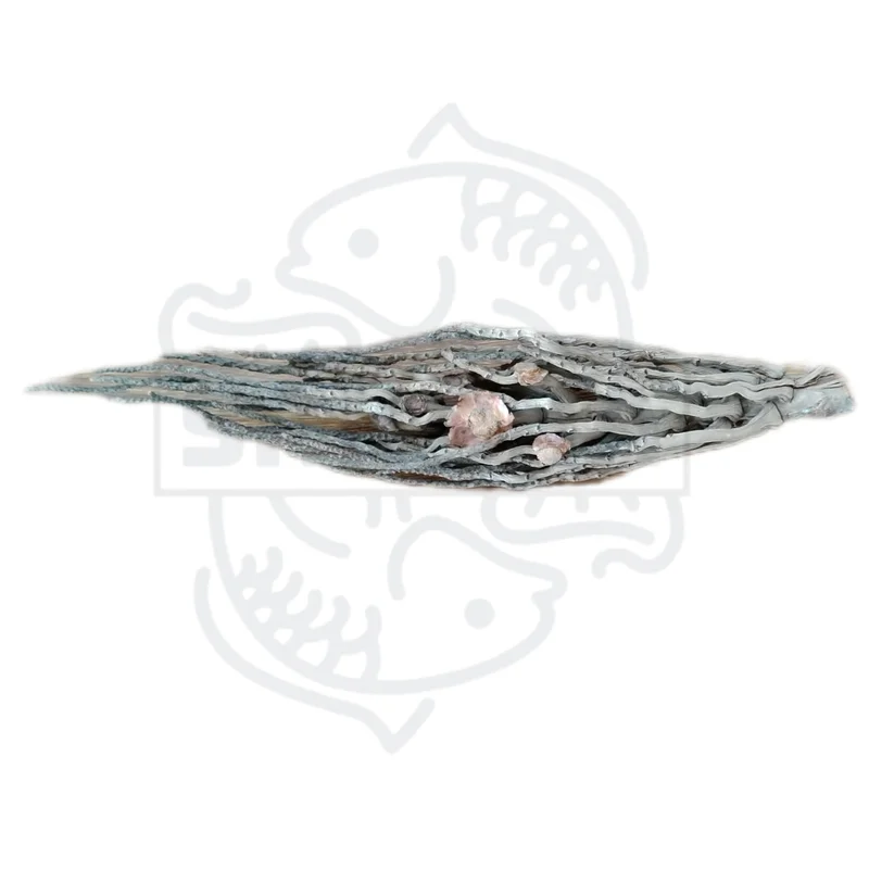 firemouthaquaristic833471