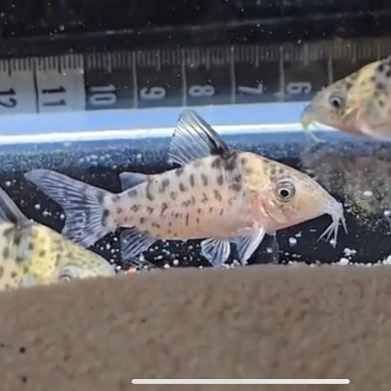 firemouthaquaristic833718